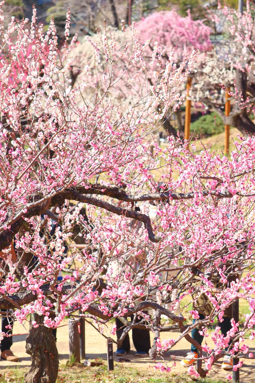 【河津桜×梅×菜の花】都心から日帰りで行の画像_6