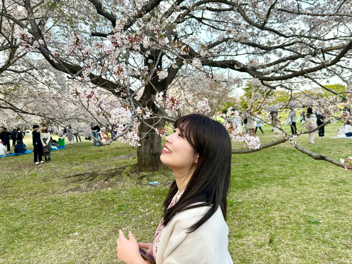 お花　桜