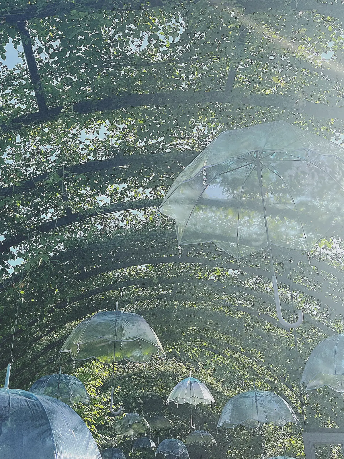 【横浜|紫陽花】6/29まで！今が旬の紫の画像_1