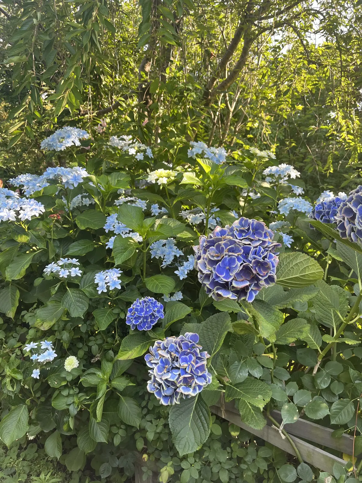 【横浜|紫陽花】6/29まで！今が旬の紫の画像_2