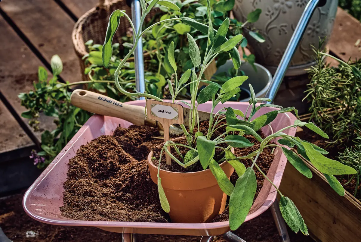 ガーデンアロマティックイメージ画像