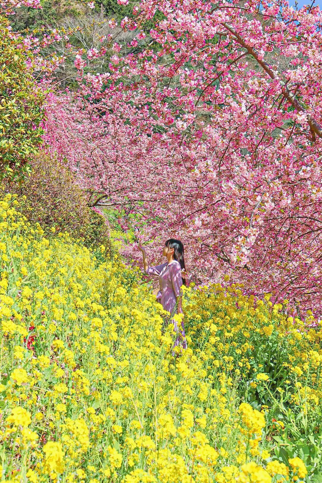 【河津桜×梅×菜の花】都心から日帰りで行の画像_3