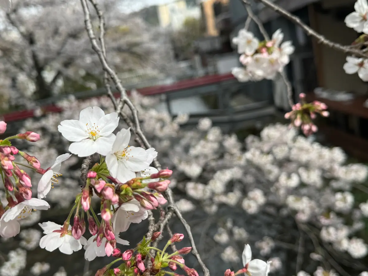 白川筋の桜