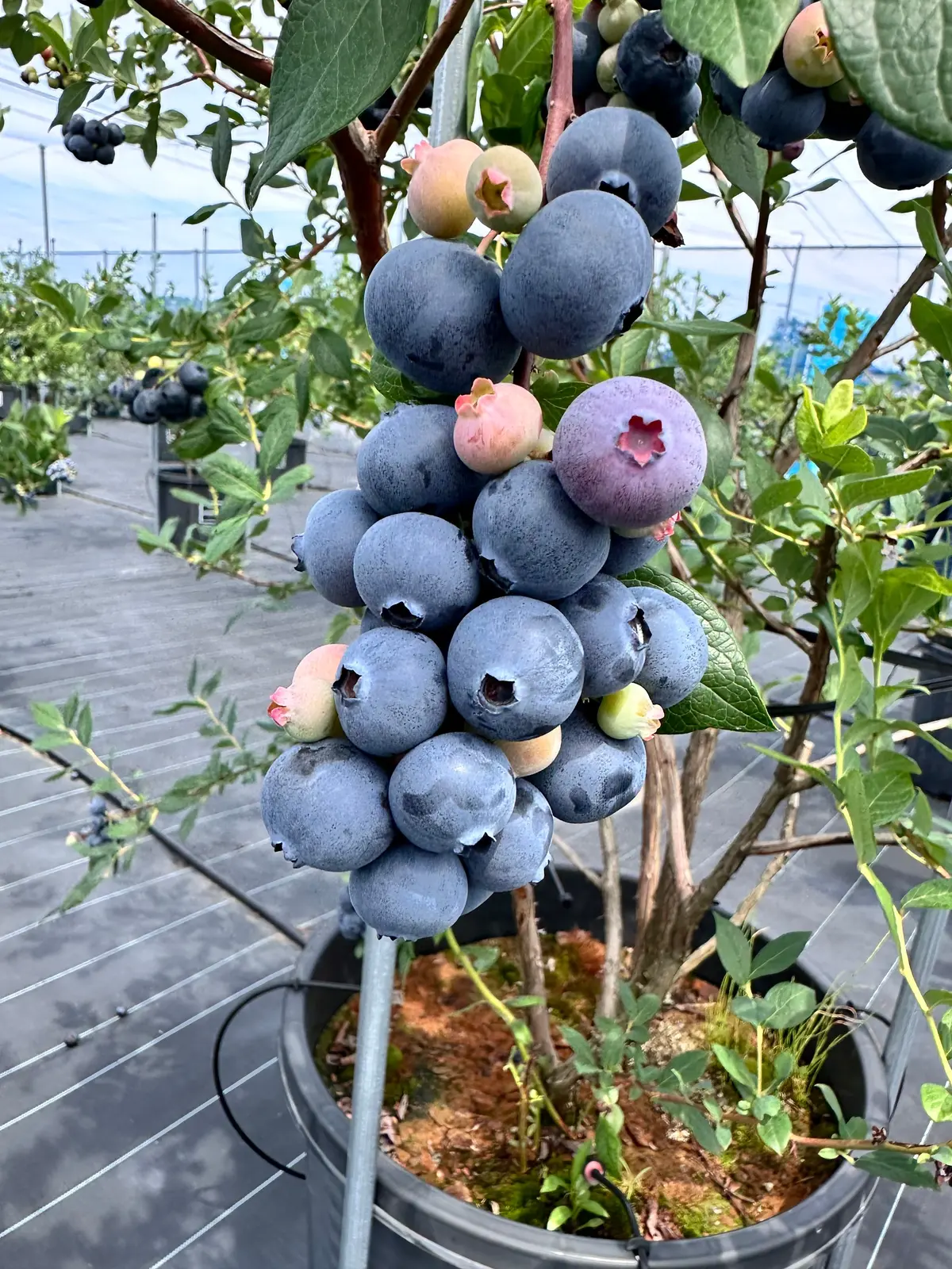 きらぼしファームさんでブルーベリー狩りをすると、新たな発見が多く、ブルーベリー狩りの概念が私の中で変わりました。