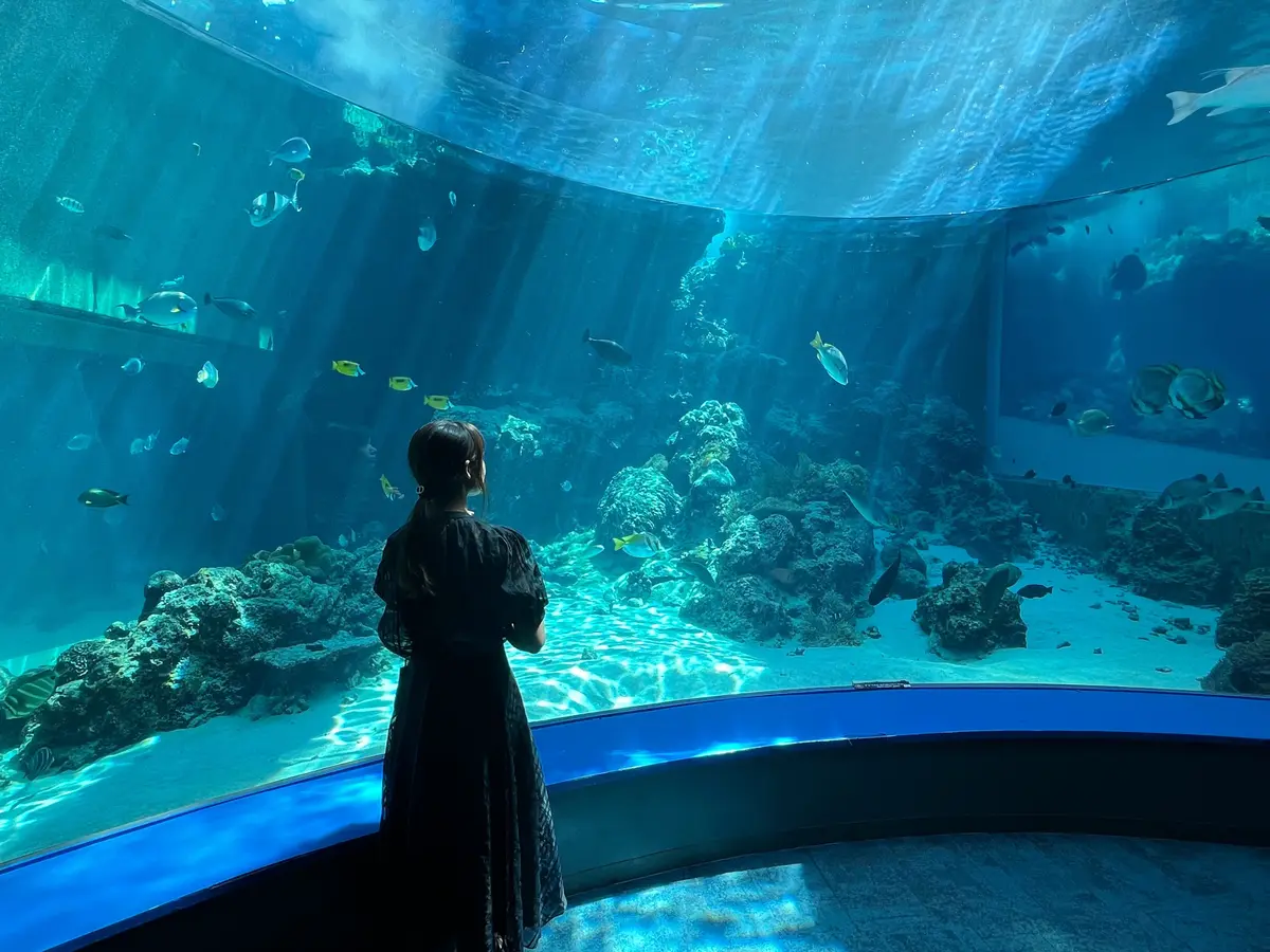 沖縄】完全ガイド！沖縄美ら海水族館の魅力や見どころを徹底解説！ | MORE