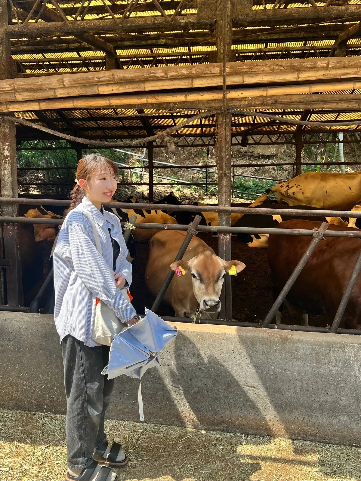 牛小屋で牛と私の２ショット