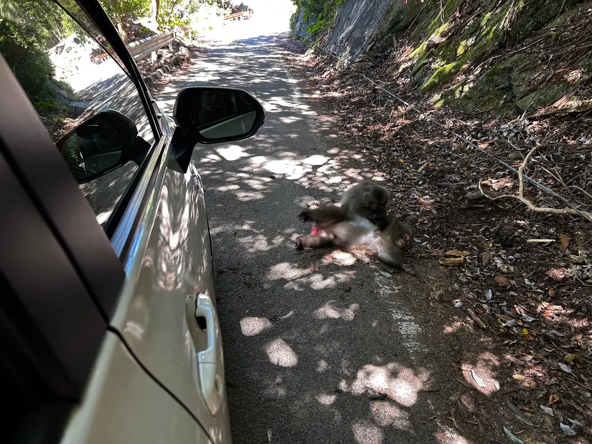 2色の海が楽しめる！？鹿児島県の離島めぐの画像_12