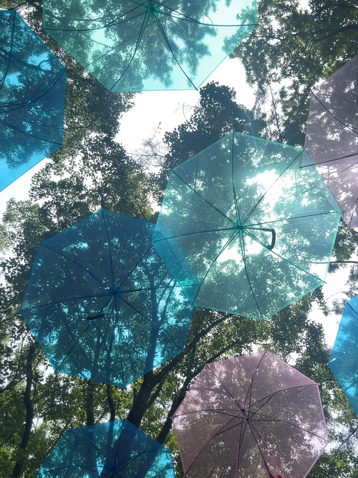 【映えスポットあり！】1万株のあじさいがの画像_8