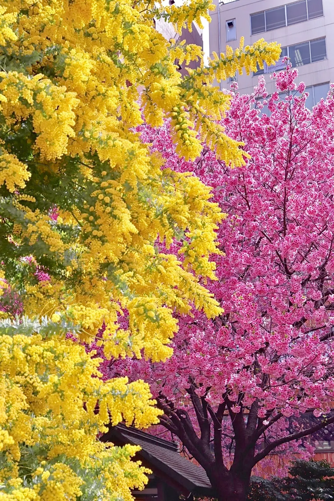 【東京】おすすめ桜お花見スポット5選の画像_3