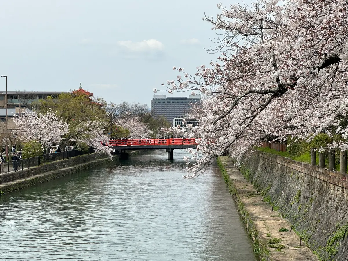 【京都】おすすめの桜スポットと開花情報まの画像_2