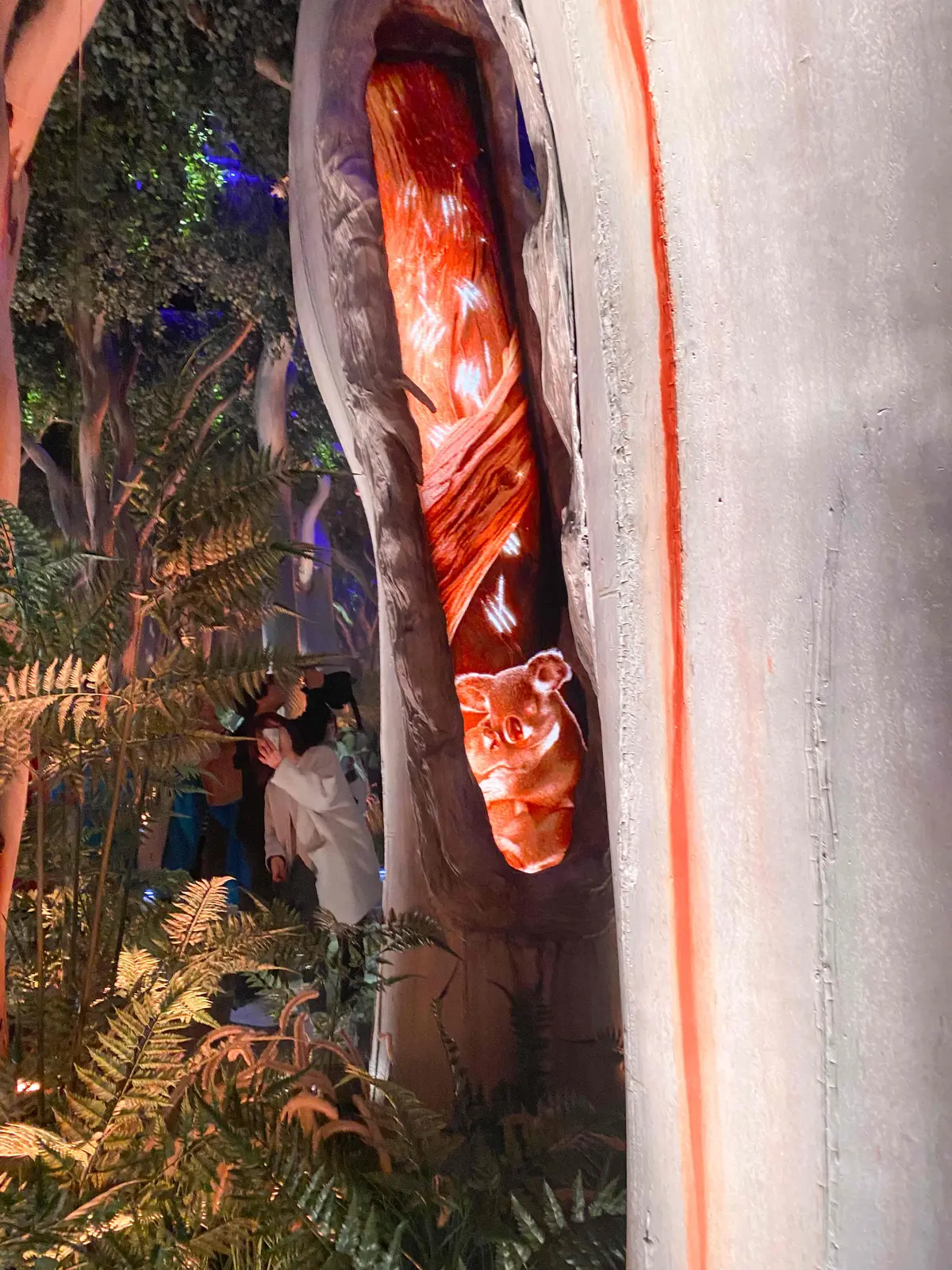 【大阪・関西万博2025】コアラが眠りユの画像_6