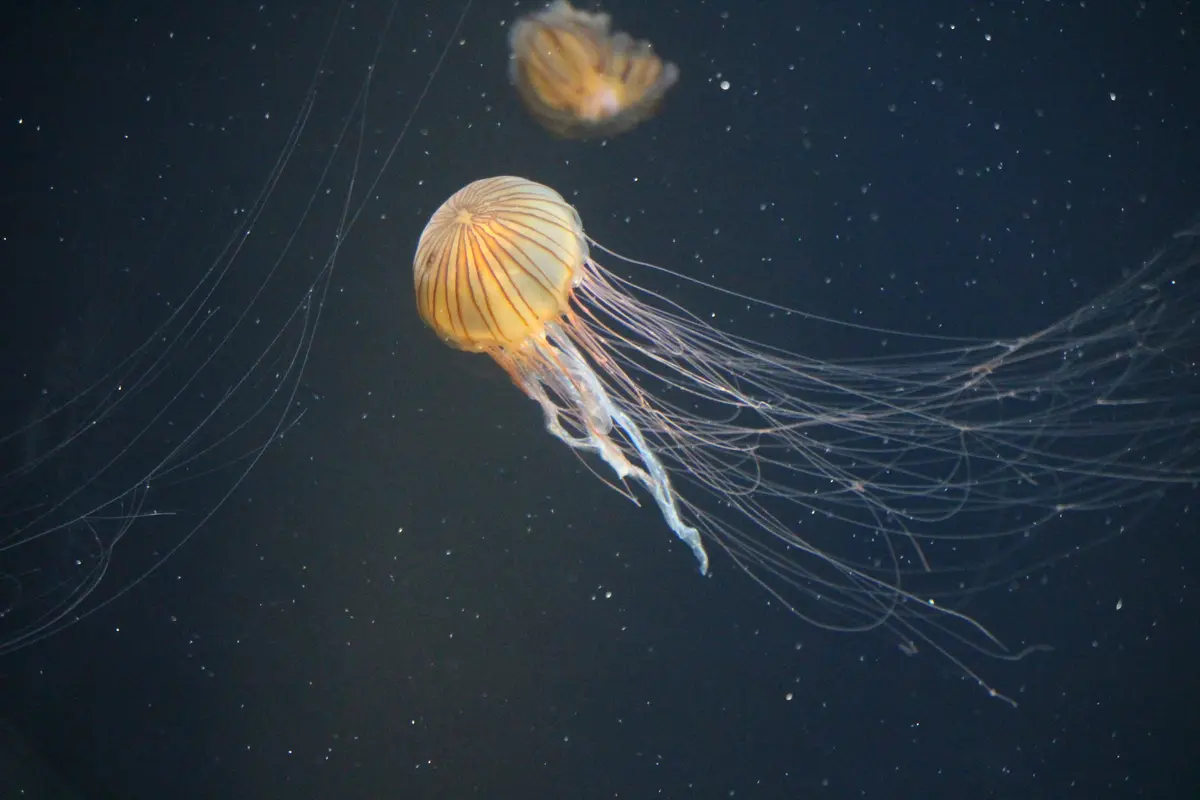 葛西臨海水族園で展示されている小さなクラゲが照明の中でゆらゆらと漂う様子