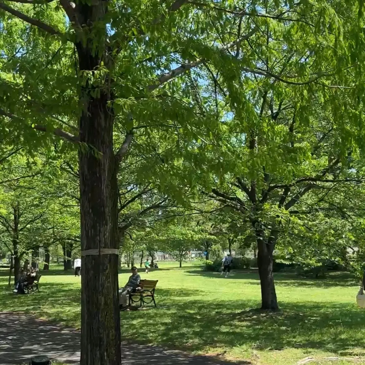 【東京都】本日が最終日♡ネモフィラの花畑の画像_4