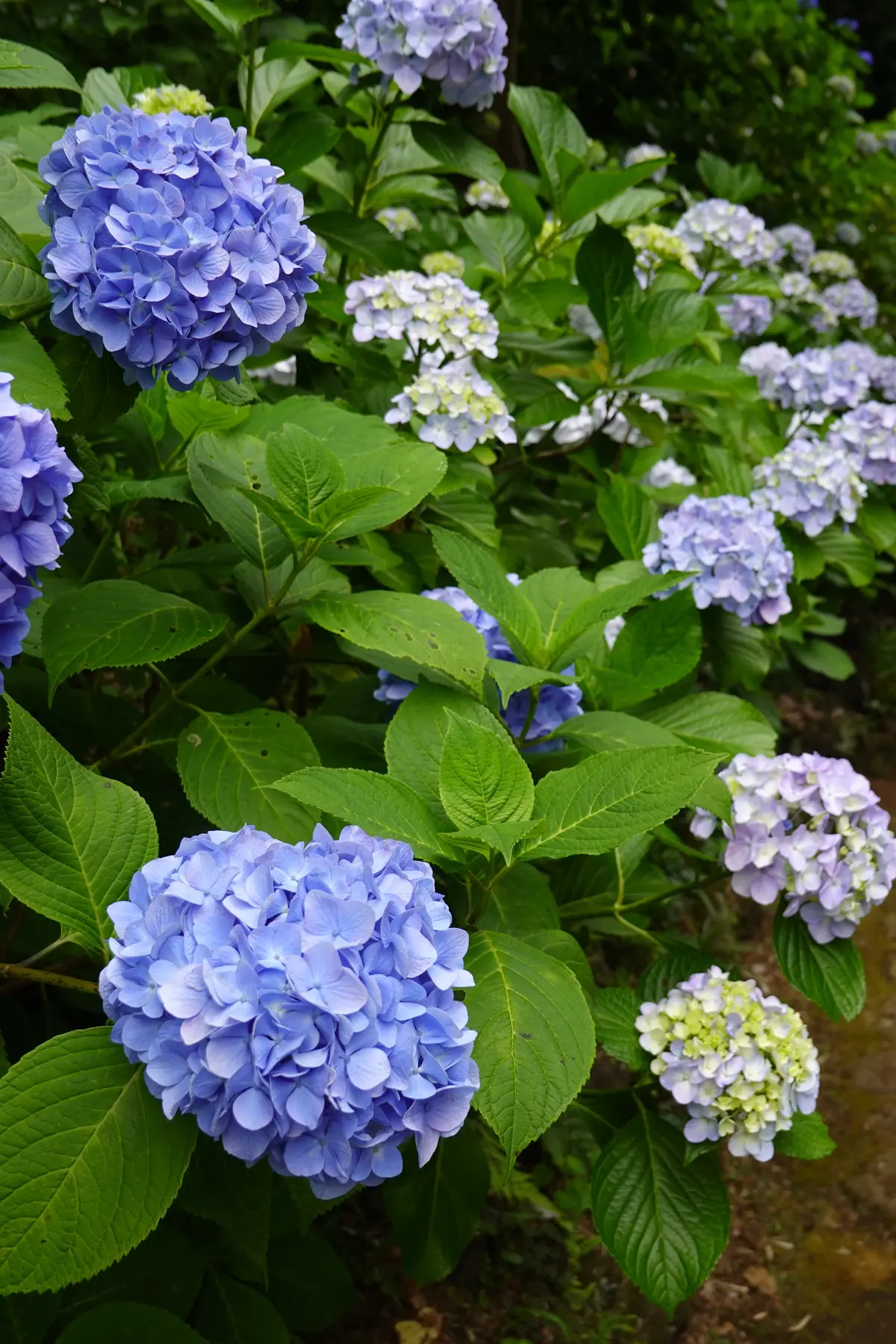 妙楽寺　紫陽花