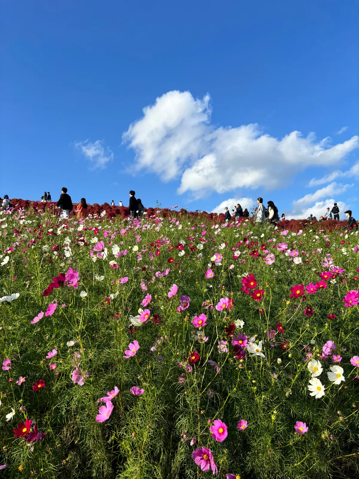 秋の茨城おすすめスポット！国営ひたち海浜の画像_2