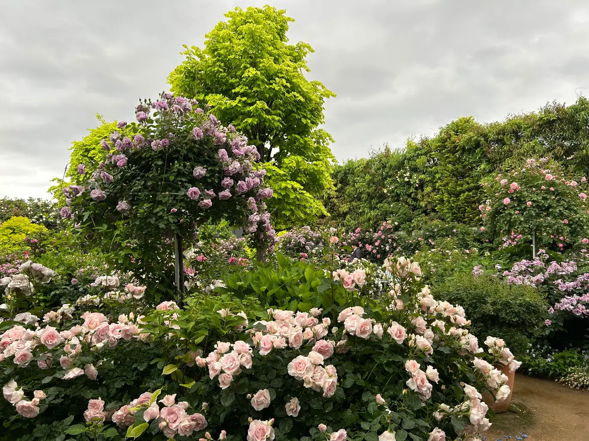最盛期！横浜イングリッシュガーデンで満開の画像_3