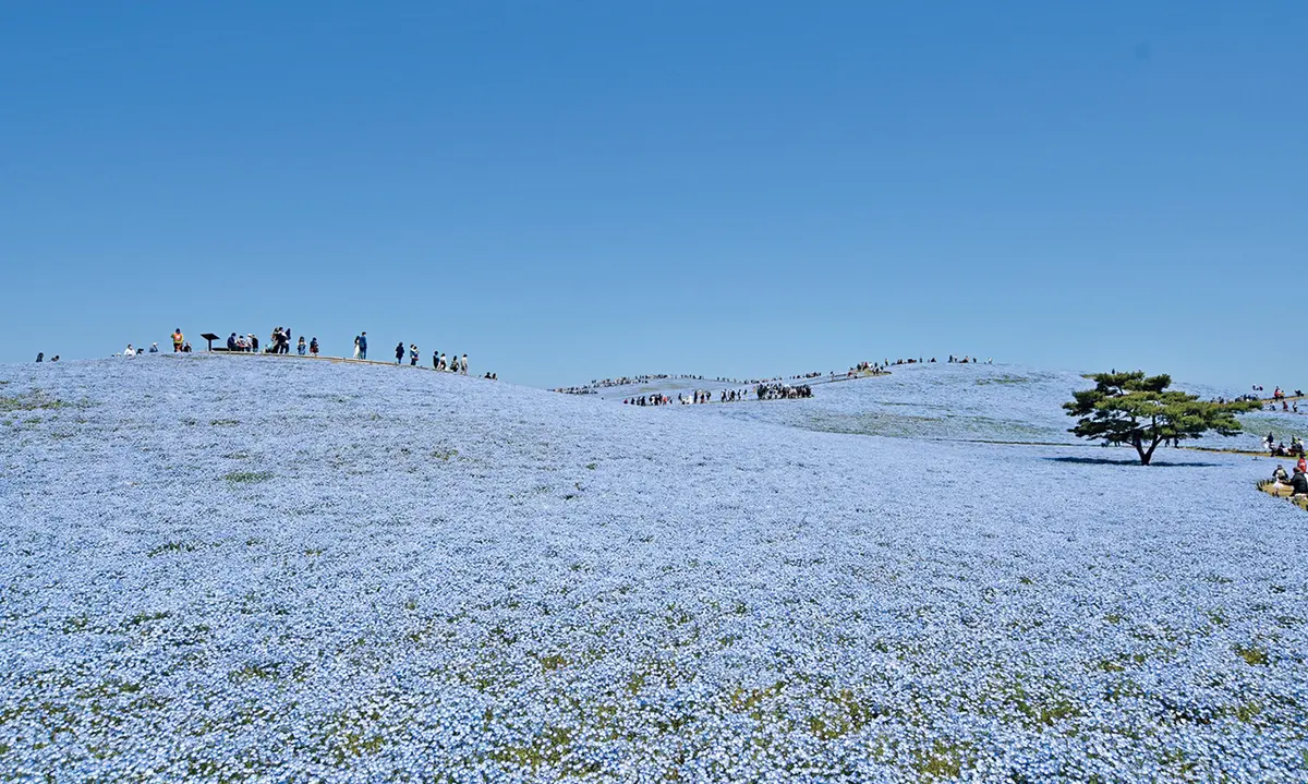 茨城県　国営ひたち海浜公園のネモフィラが広がる花畑