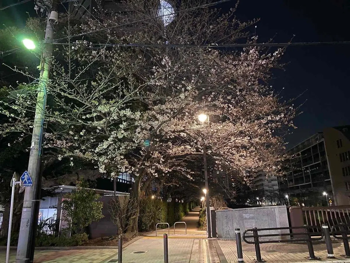 最新！目黒川沿い桜の開花情報【中目黒〜目の画像_4