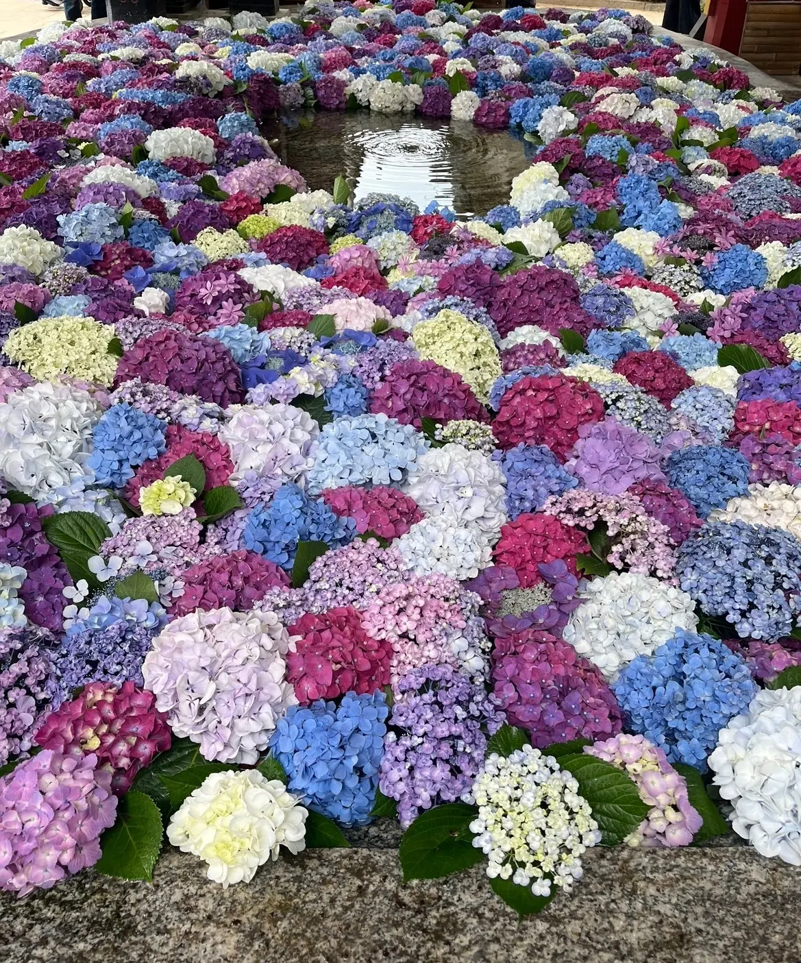 太宰府天満宮_紫陽花_ 手水舎