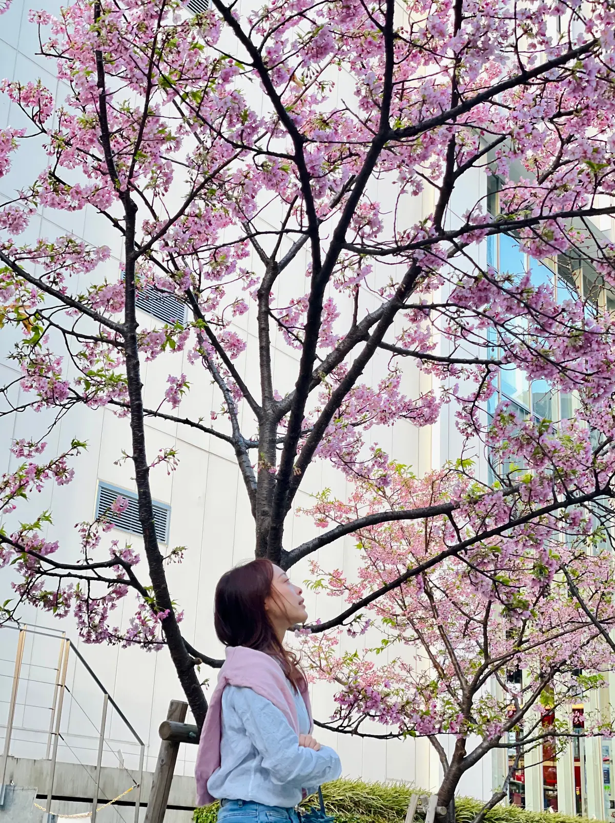 河津桜　みなとみらい　横浜