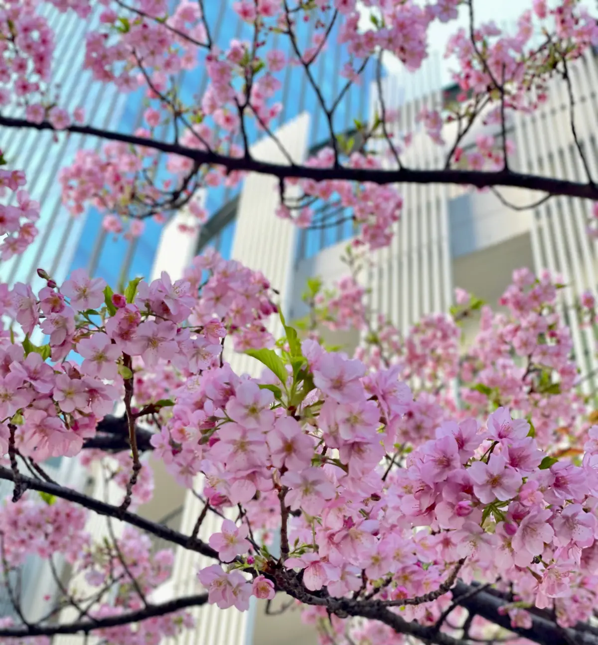 河津桜　みなとみらい　横浜