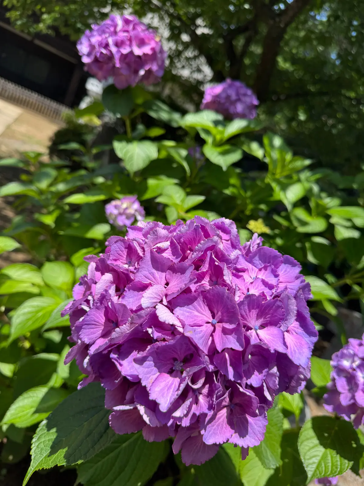 【関東お出かけスポット】千葉のあじさいスの画像_1