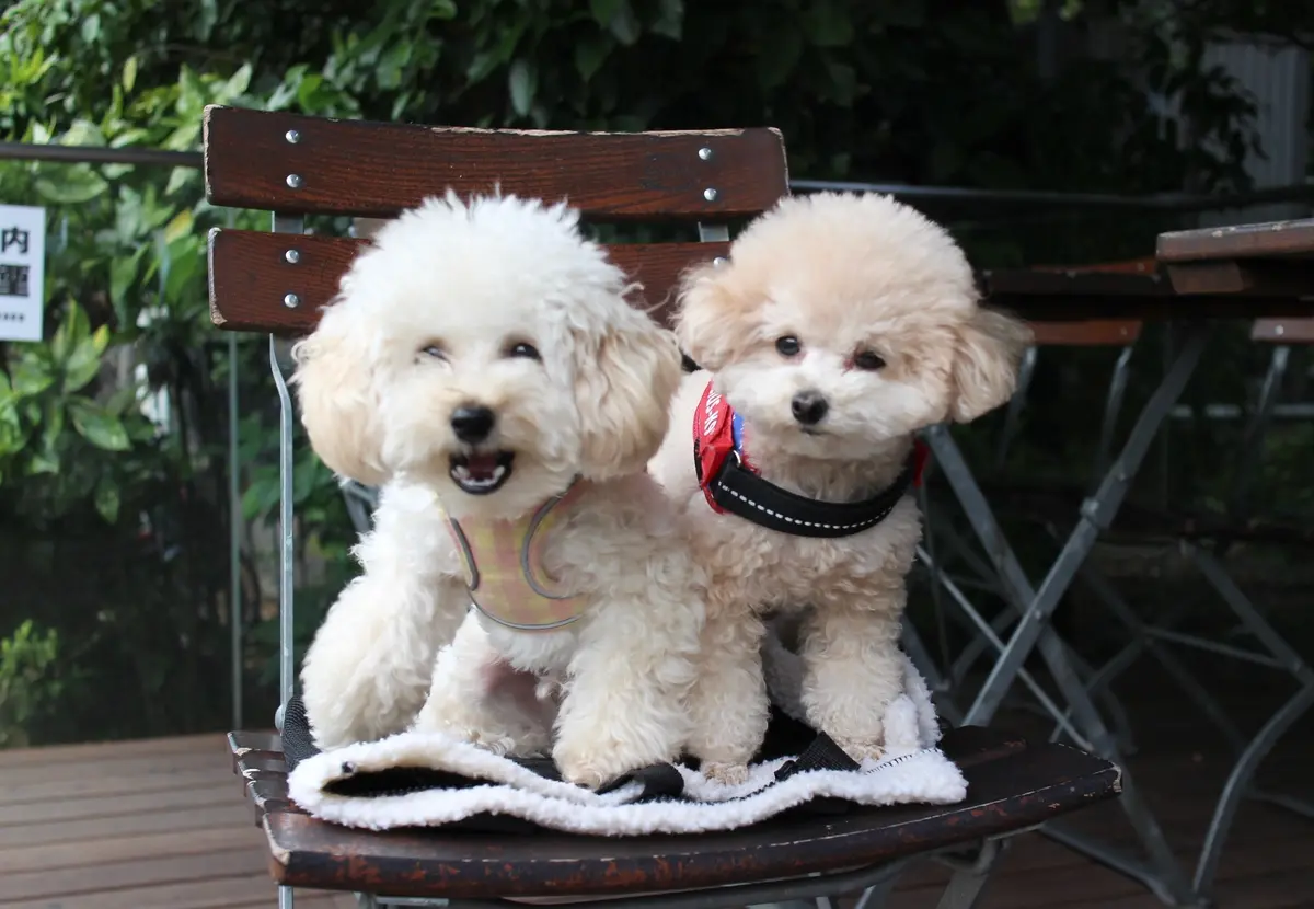 【東京｜芝公園】テラス犬OK｜ル・パン・の画像_3