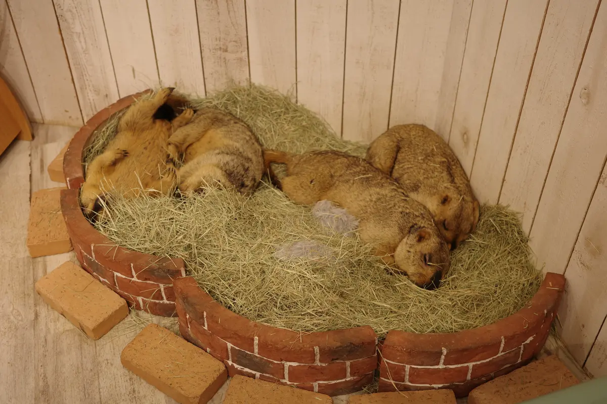 【SNSで話題】日本初のマーモット専門カの画像_1