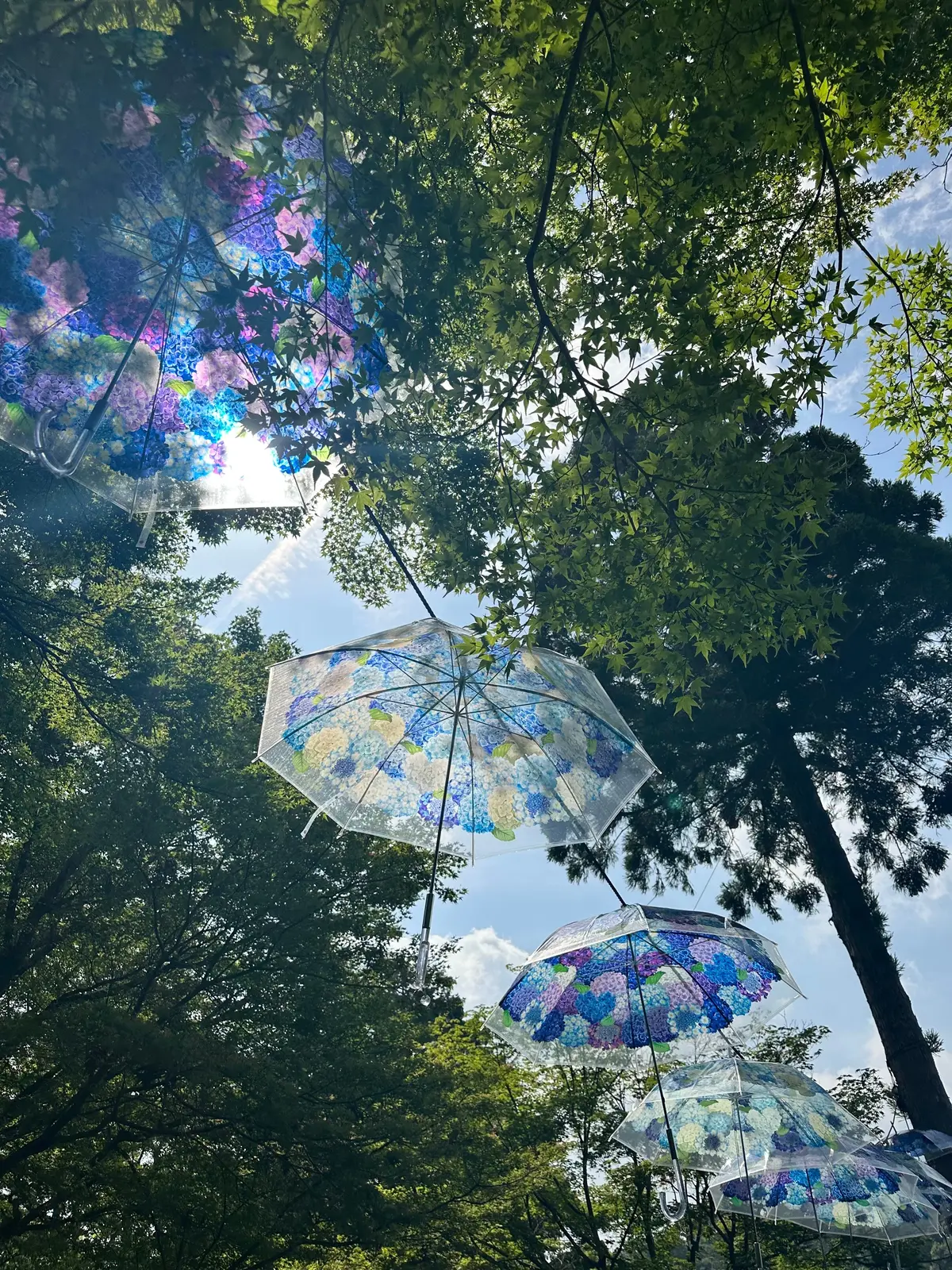 あじさいウィーク アンブレラスカイ