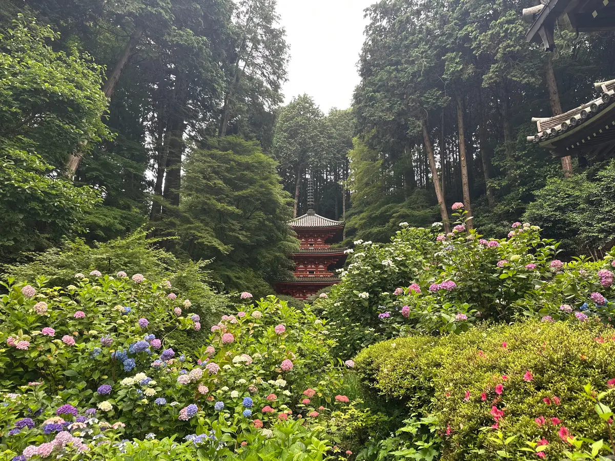 岩船寺 あじさい
