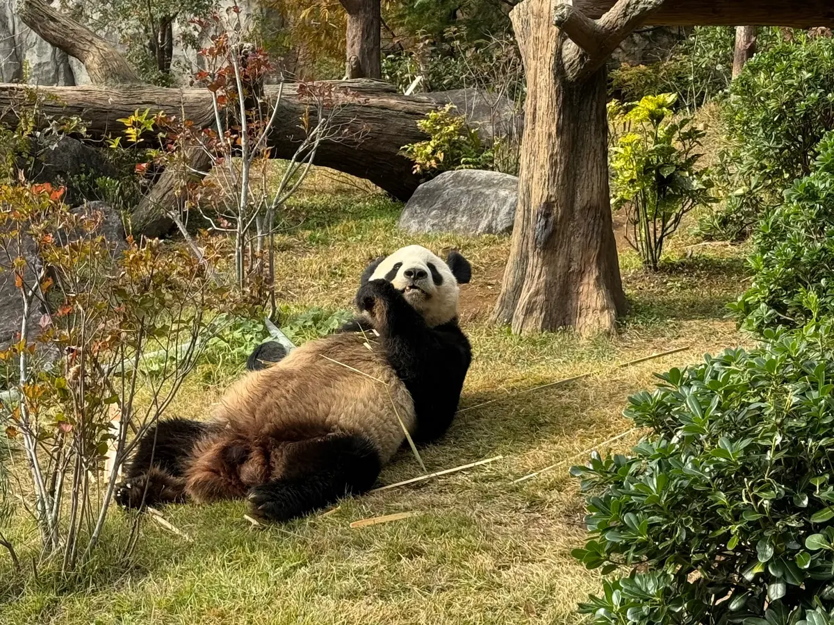 上野動物園　パンダ　リーリー