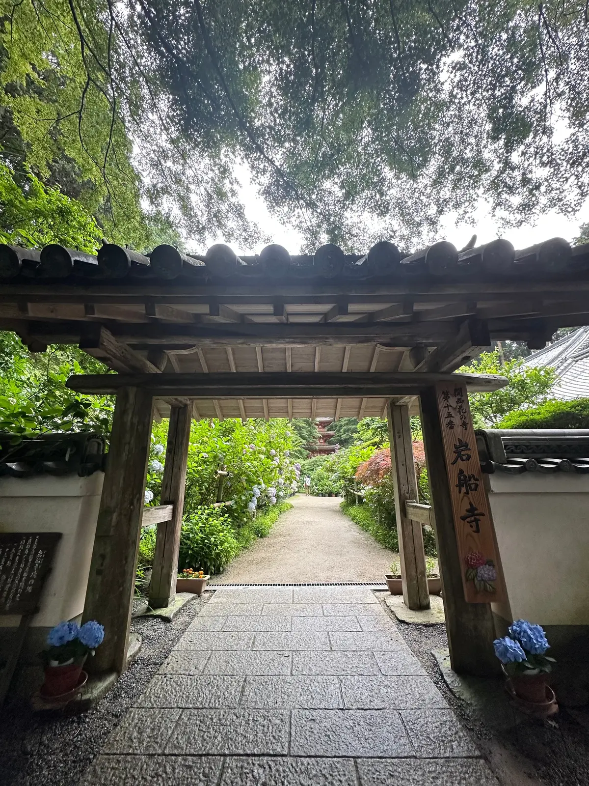 岩船寺 あじさい