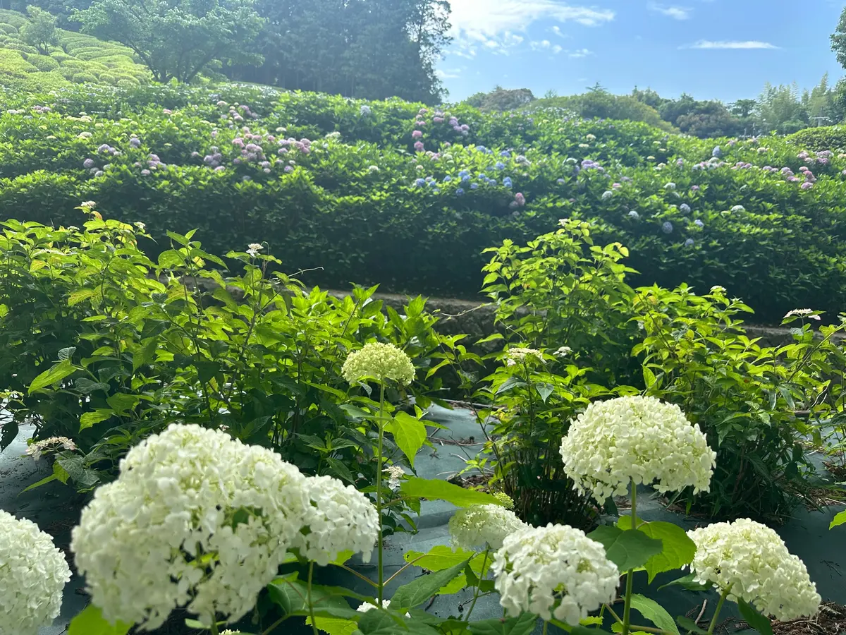 【京都のあじさいスポット】第2弾！まだ間の画像_5