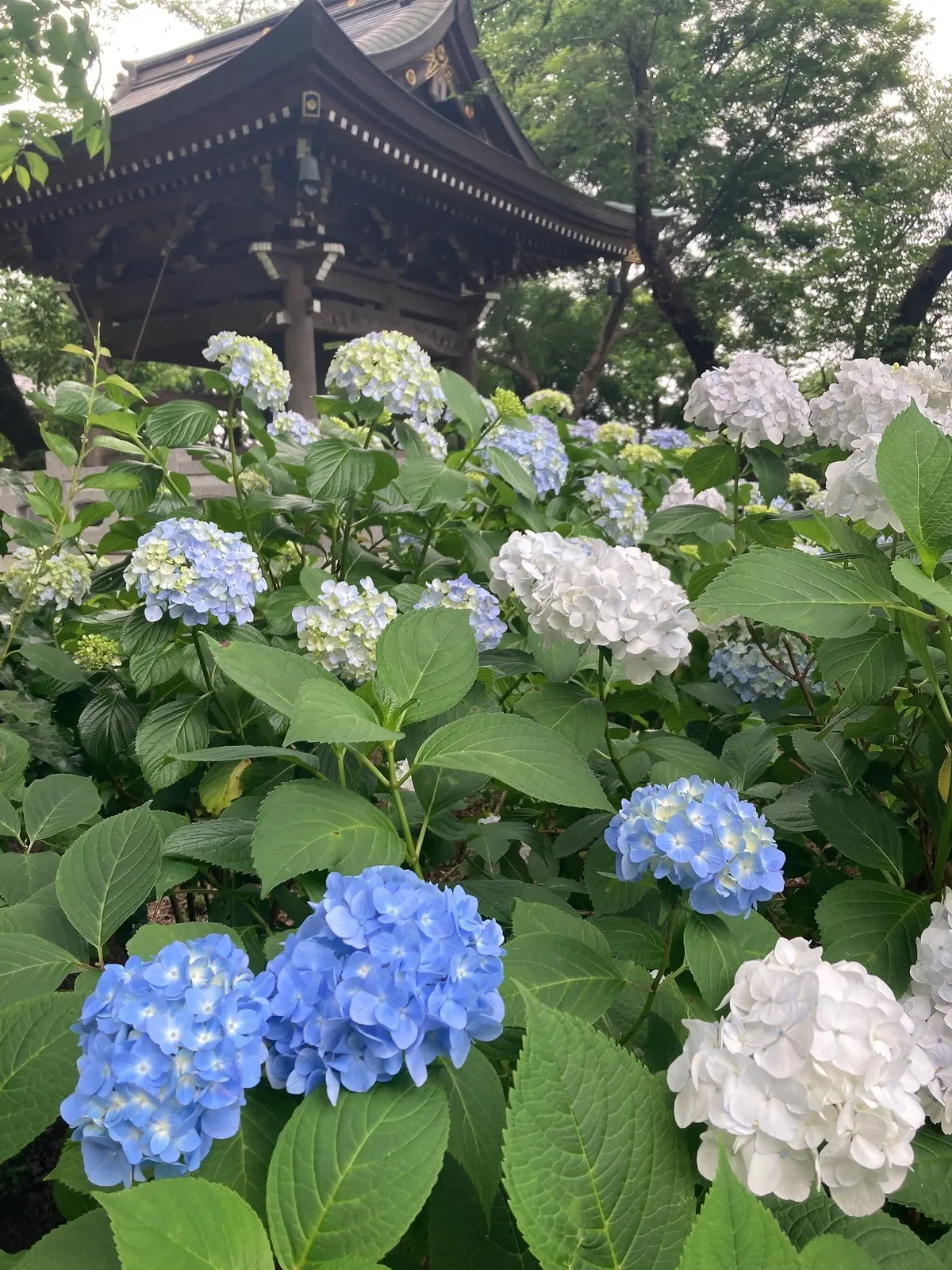 妙楽寺　紫陽花