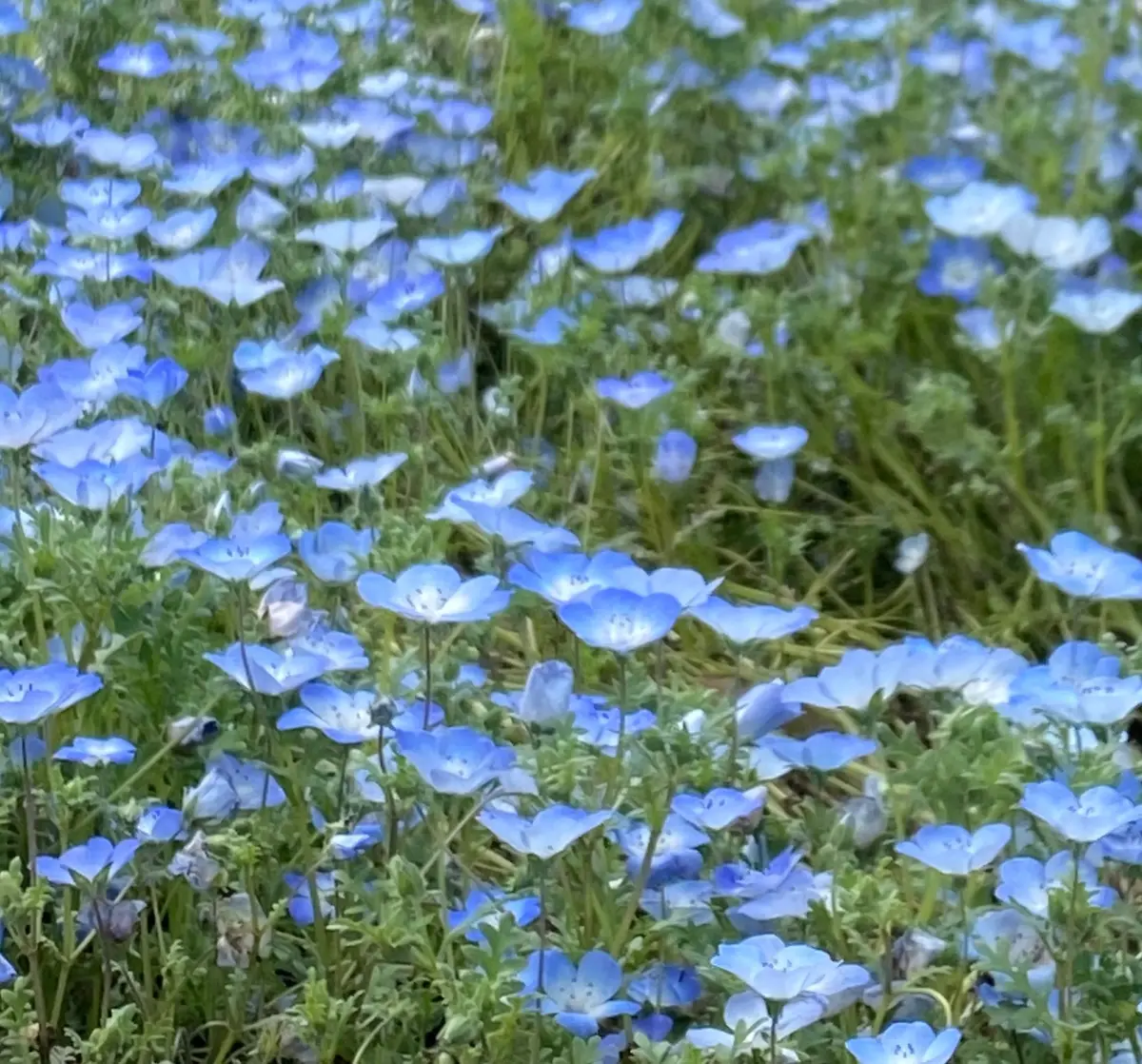 【日常】お気に入りグミと5月に入っての画像_1