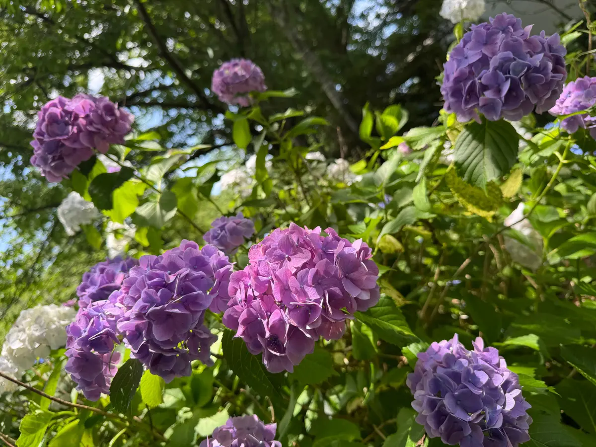 【関東お出かけスポット】千葉のあじさいスの画像_3