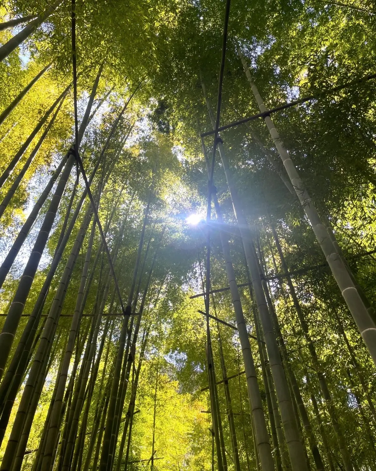 【鎌倉】竹林を眺めながらお抹茶と干菓子がの画像_2