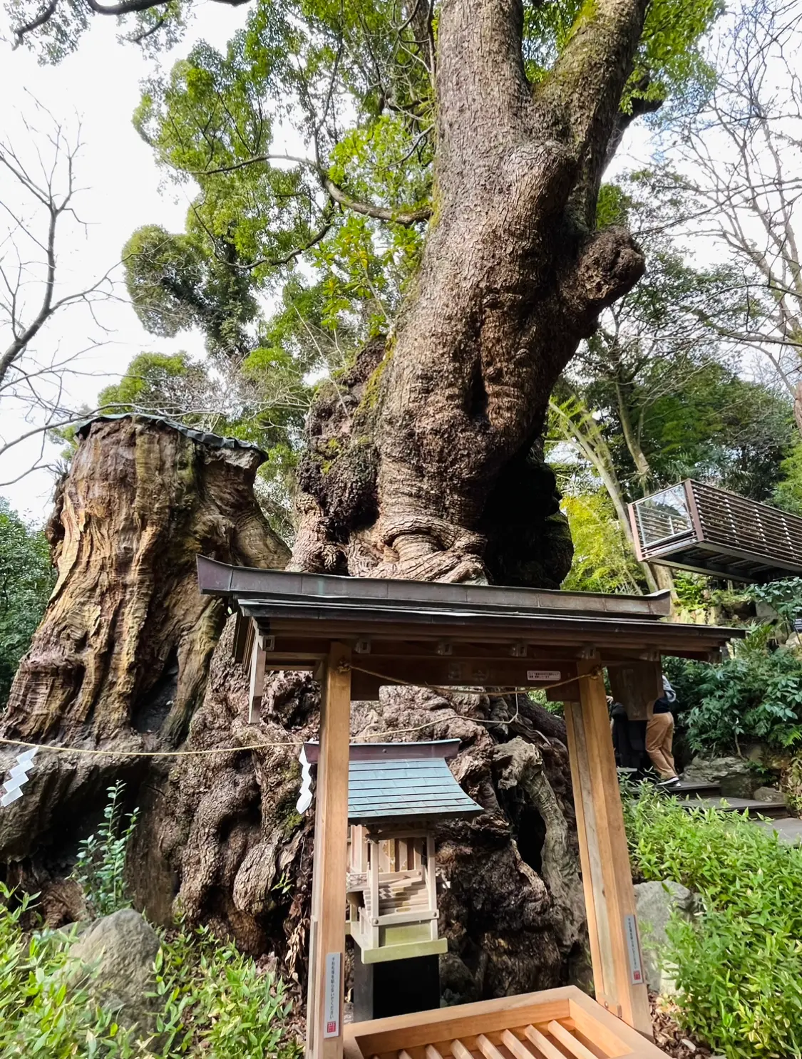 【静岡】熱海のパワースポット来宮神社˚✧の画像_8