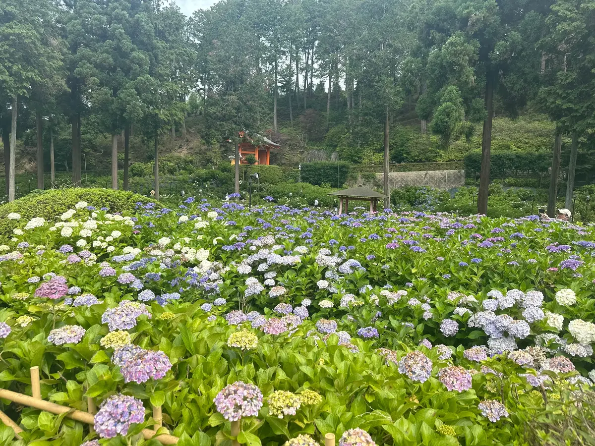京都 三室戸寺 あじさい