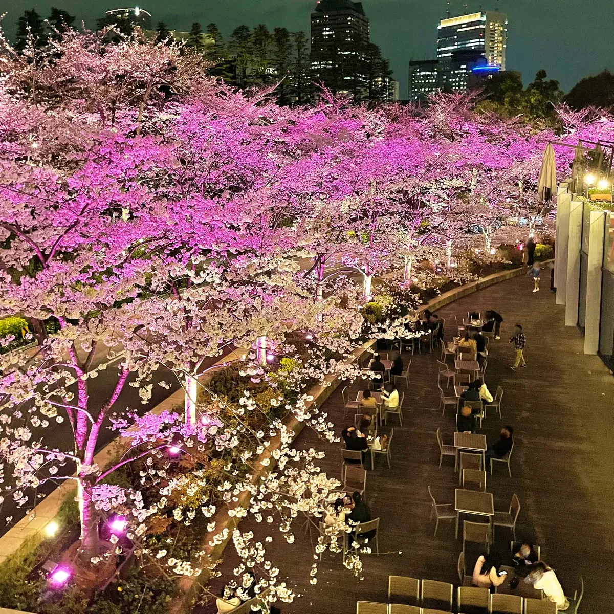 約100本の桜がライトアップされ、幻想的な桜をゆっくりと眺められる東京ミッドタウン