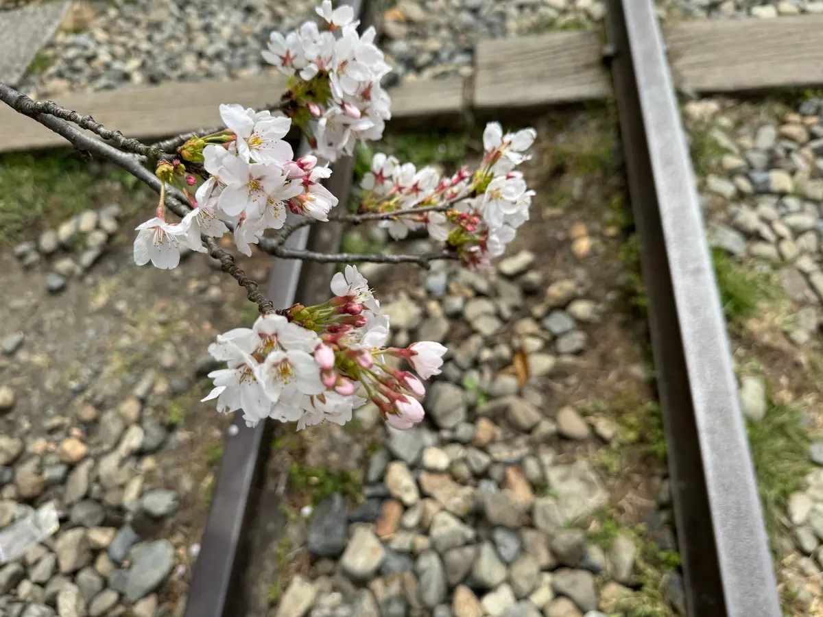 蹴上インクラインと桜