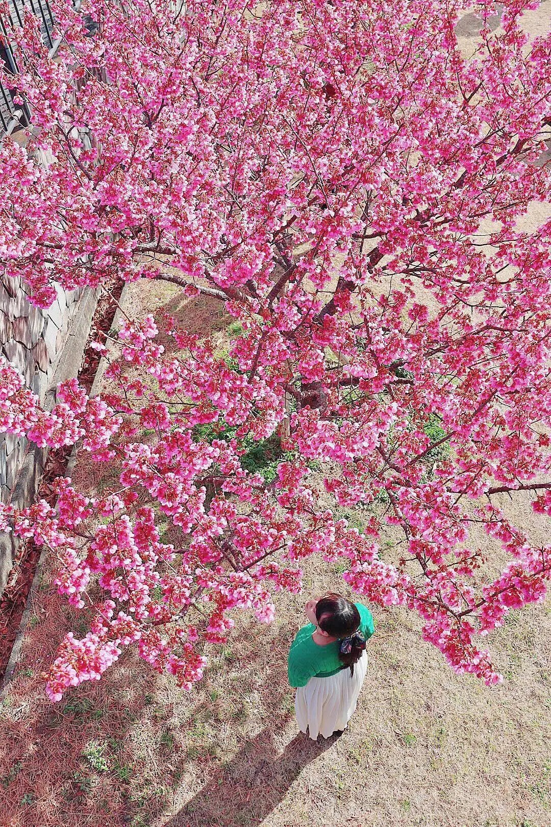 【静岡観光】日本で最も早咲きの土肥桜を見の画像_2