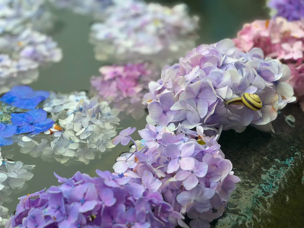 かたつむりと紫陽花　久安寺　あじさいうかべ