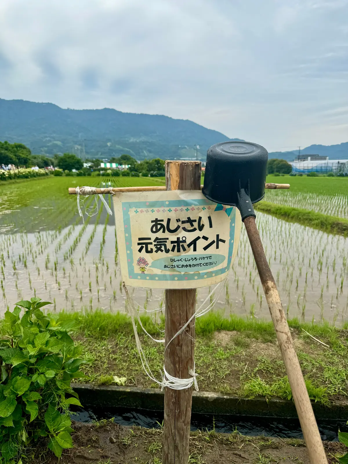あじさいに元気をあげるコーナー