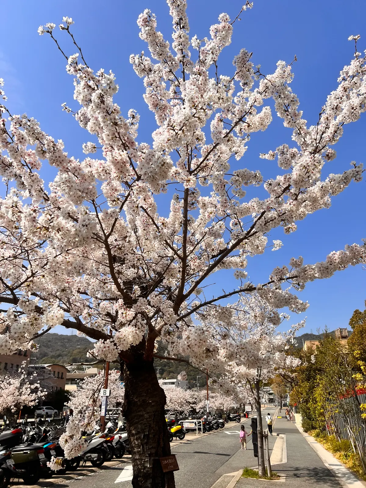 【兵庫県芦屋市】久しぶりに開催のさくらまの画像_4