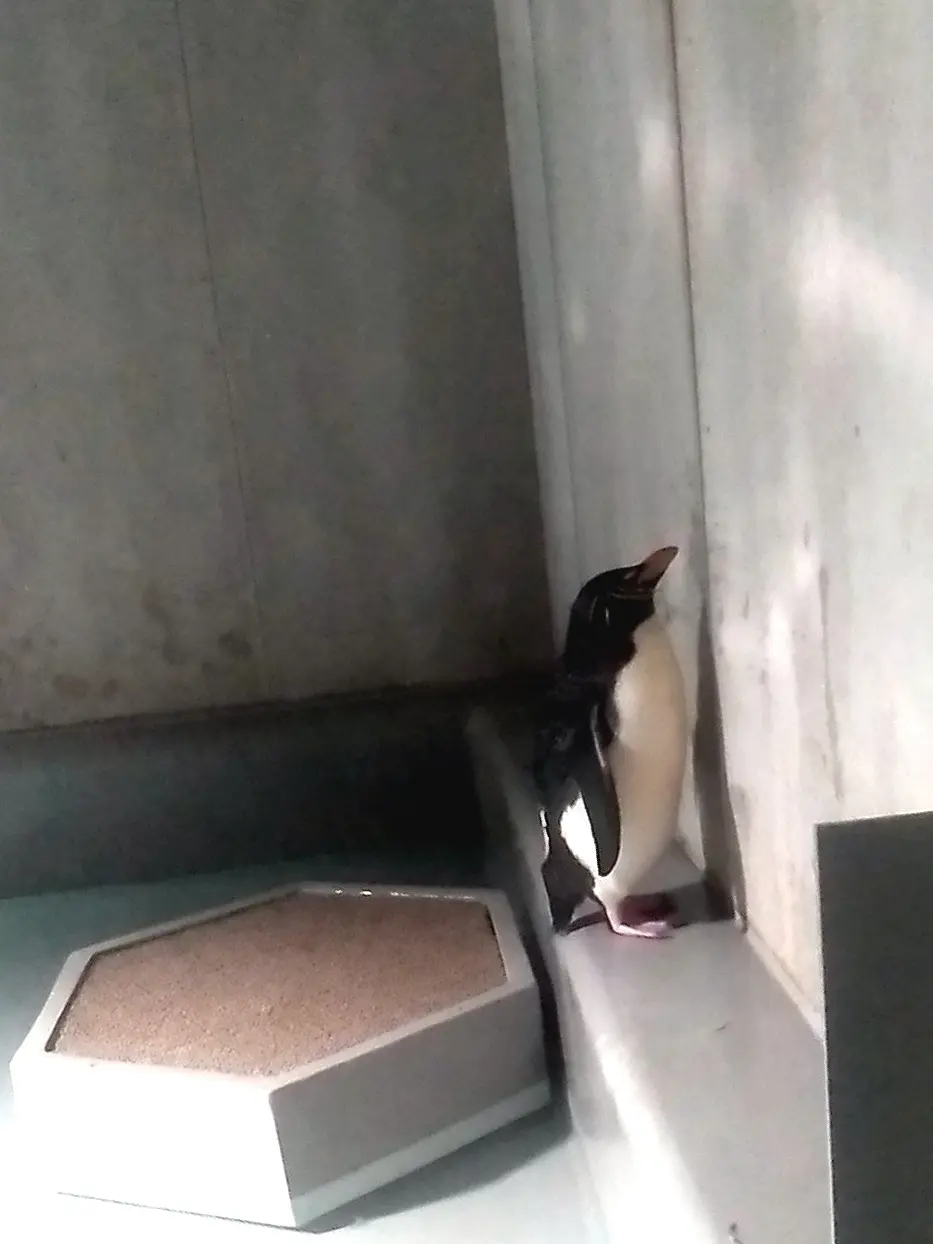 札幌女子旅に🐧AOAO水族館が最高の画像_3