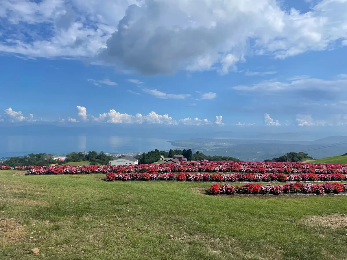 びわこ箱館山の花の写真