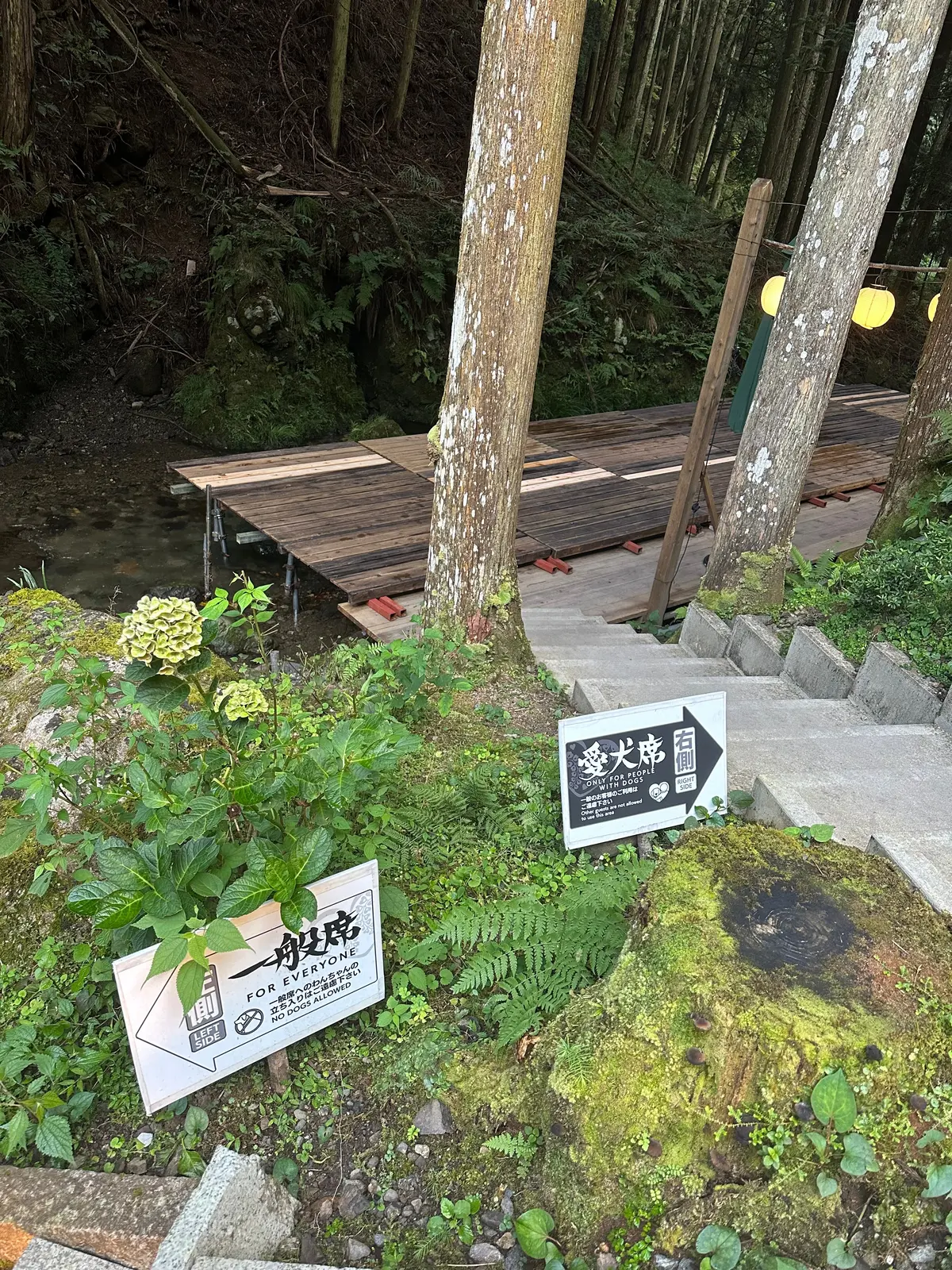 【京都貴船川床】リーズナブルに川床でお食の画像_6