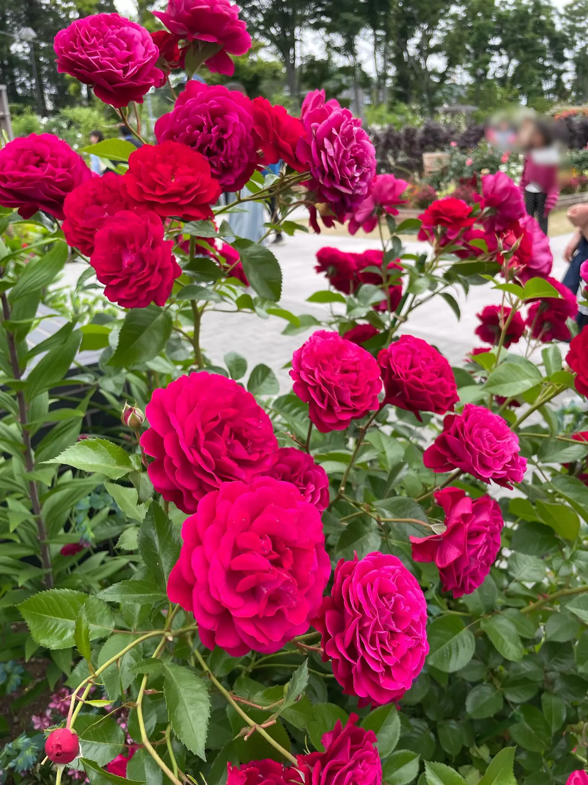 【神奈川県･バラ園】入場料無料！今が見頃の画像_6