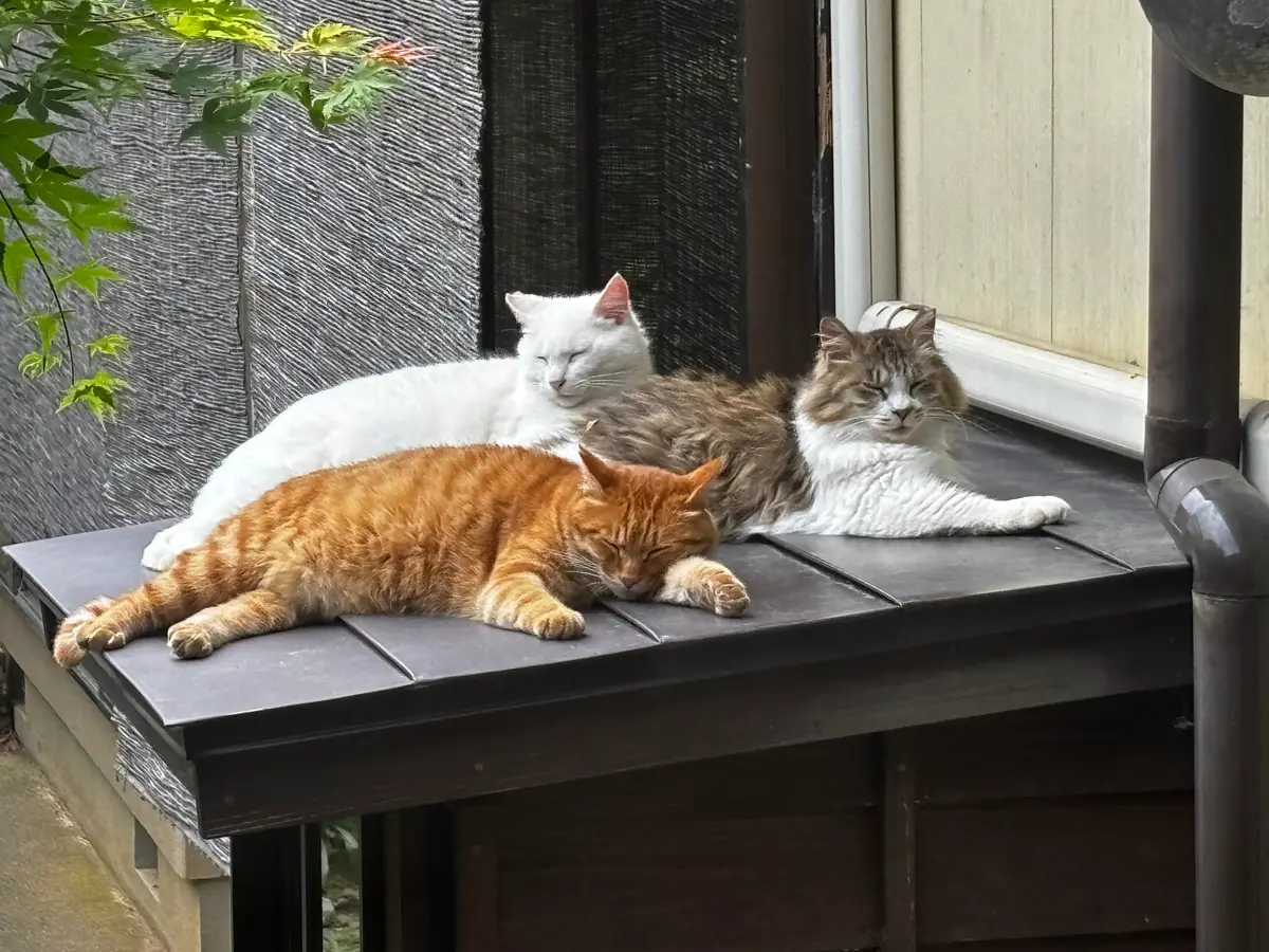 中庭にいる猫たち